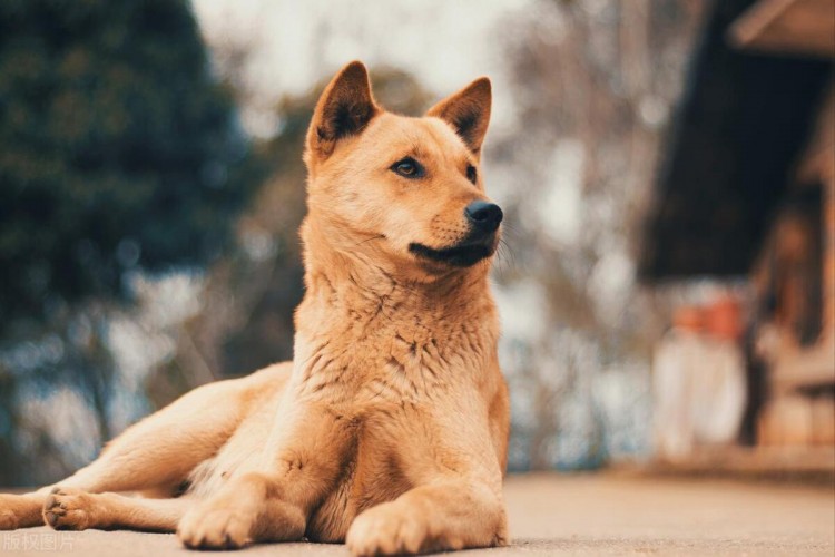 真香定律！很多人养田园犬的原因看完就懂了