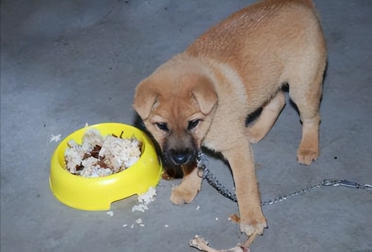 真香定律！很多人养田园犬的原因看完就懂了