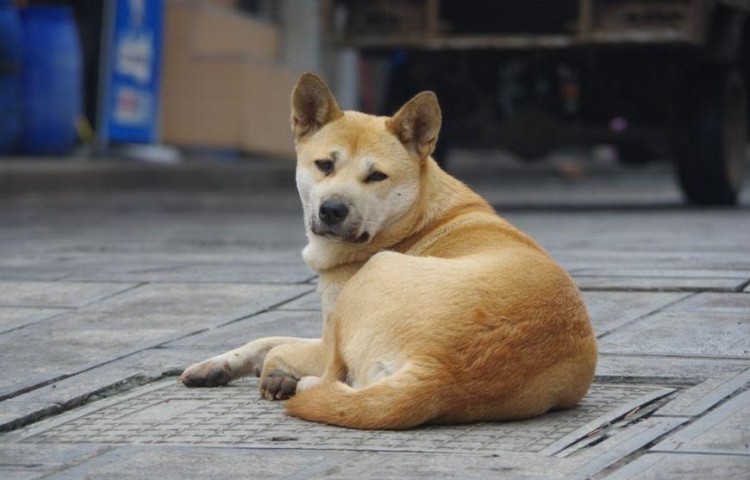 真香定律！很多人养田园犬的原因看完就懂了