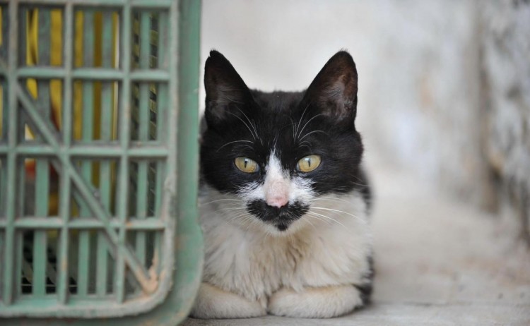 流浪猫分两种一种是傻傻流浪的一种会给自己找长期饭票