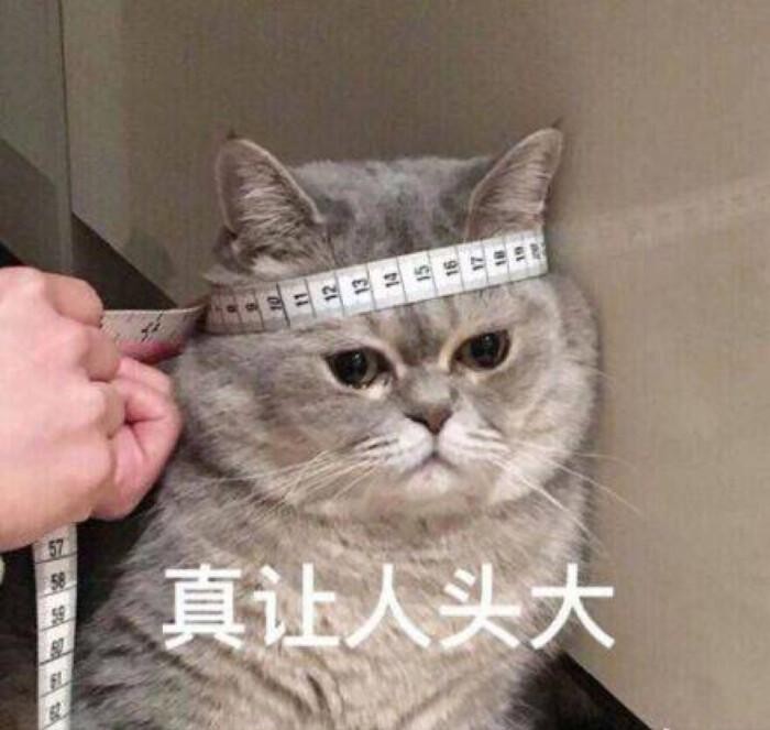 猫拉稀是怎么回事