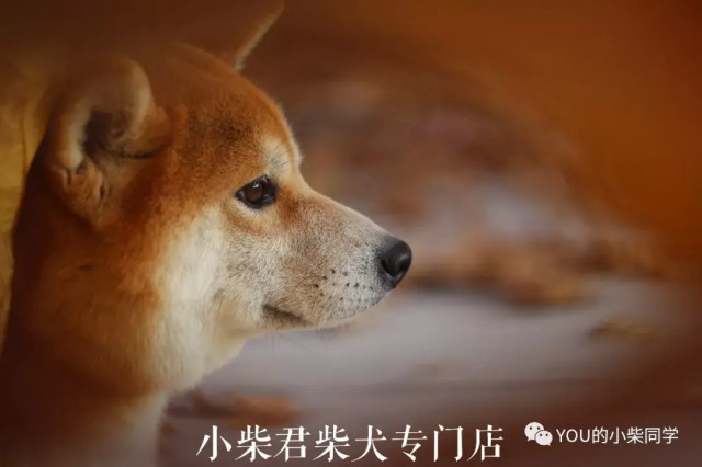 一只重庆柴犬多少钱？柴犬价格市场分析