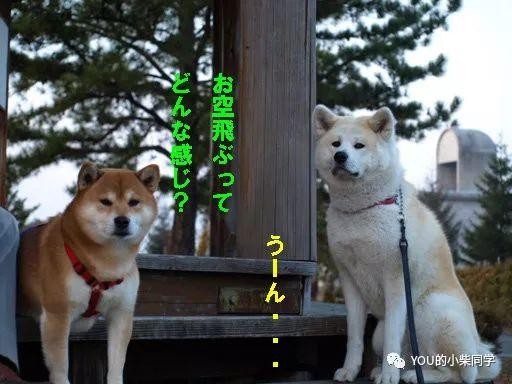 柴犬和秋田犬到底有什么区别！！