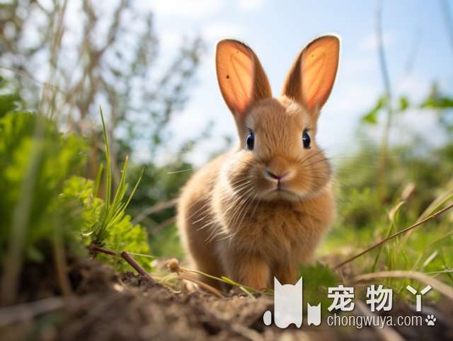 吉娃娃犬是什么样的？